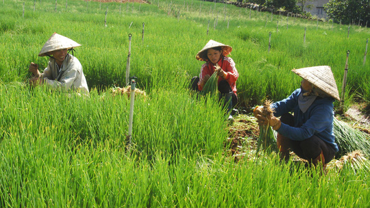 Rau Đà Lạt tăng giá, cháy hàng - 2