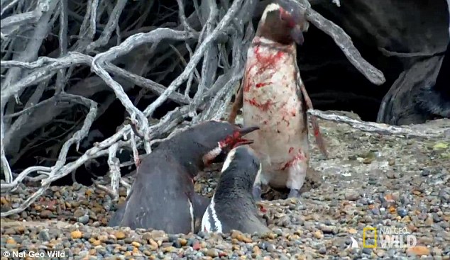 Thấy vợ nằm với bồ, chim cánh cụt tử chiến đẫm máu - 1