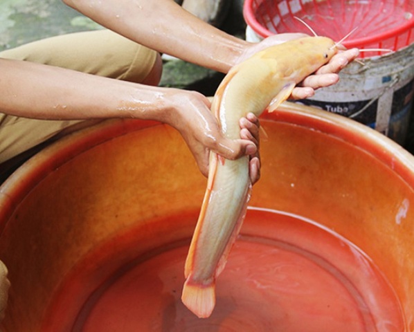 Câu được cá trê vàng cực hiếm ở Nghệ An - 1