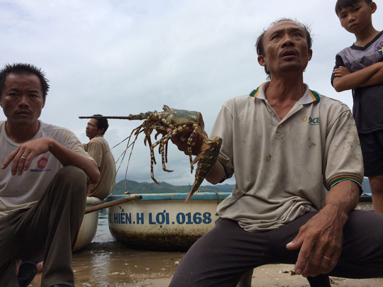 Sau lũ, tôm hùm chết la liệt - 4