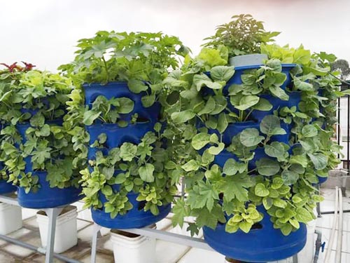 Chàng trai bỏ lương cao về trồng rau vì sợ chết sớm - 3