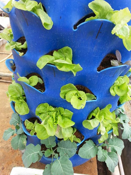 Chàng trai bỏ lương cao về trồng rau vì sợ chết sớm - 7