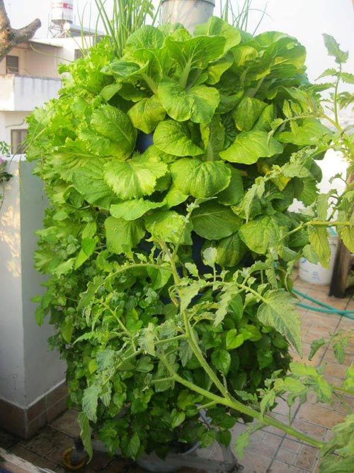 Chàng trai bỏ lương cao về trồng rau vì sợ chết sớm - 6