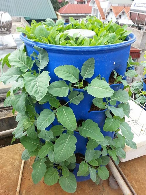 Chàng trai bỏ lương cao về trồng rau vì sợ chết sớm - 4