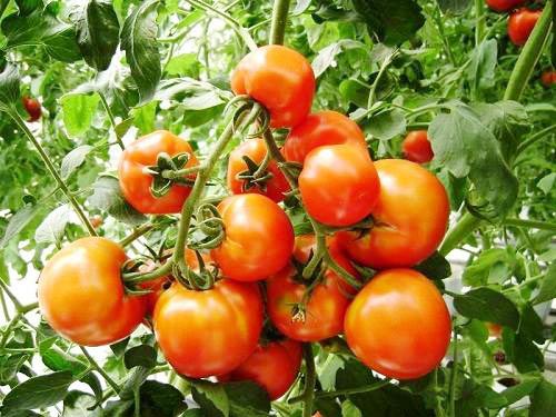 Chàng trai bỏ lương cao về trồng rau vì sợ chết sớm - 5