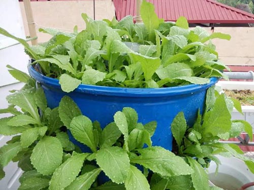 Chàng trai bỏ lương cao về trồng rau vì sợ chết sớm - 8