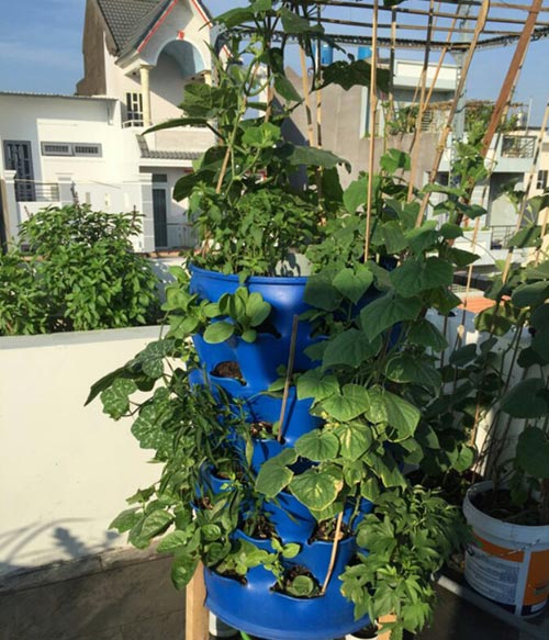 Chàng trai bỏ lương cao về trồng rau vì sợ chết sớm - 9