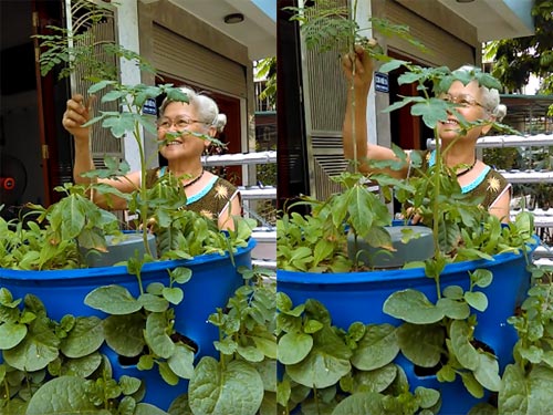 Chàng trai bỏ lương cao về trồng rau vì sợ chết sớm - 10