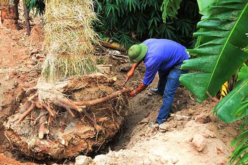 &#34;Cụ cây&#34; Kim Mã được chăm sóc bằng thảo dược và thuốc quý - 4