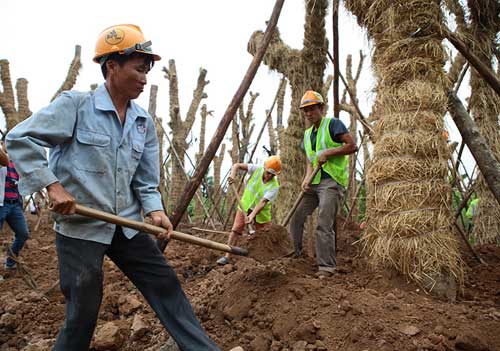 &#34;Cụ cây&#34; Kim Mã được chăm sóc bằng thảo dược và thuốc quý - 3