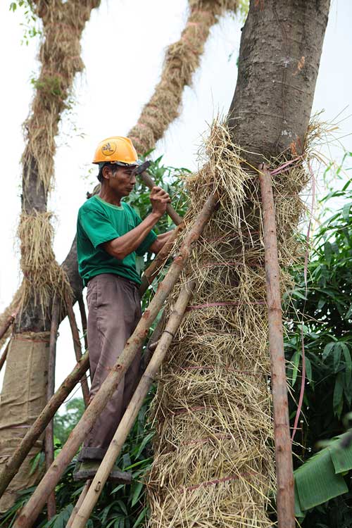 &#34;Cụ cây&#34; Kim Mã được chăm sóc bằng thảo dược và thuốc quý - 5