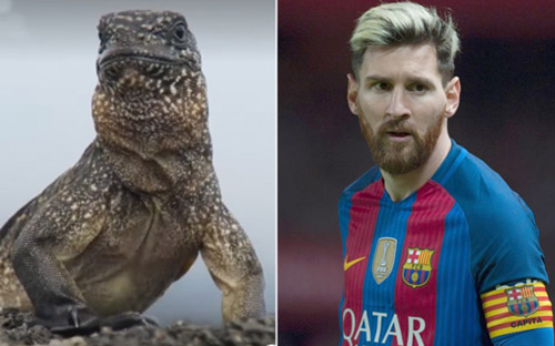 Bỏ Ronaldo, Messi được so sánh với… con cự đà - 1