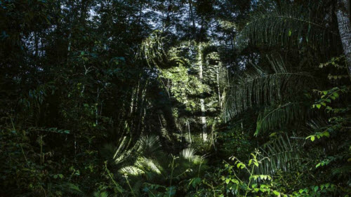 Kinh ngạc bộ tranh "vẽ” trên cây trong rừng Amazon - 3