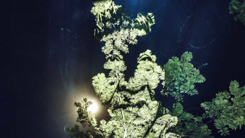 Kinh ngạc bộ tranh "vẽ” trên cây trong rừng Amazon - 8