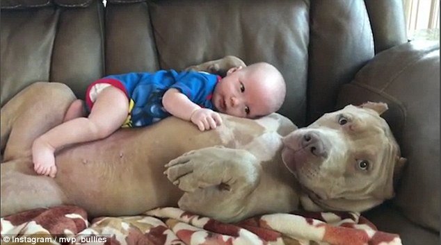 Video: Chó khổng lồ dỗ trẻ em dịu dàng như người mẹ - 1