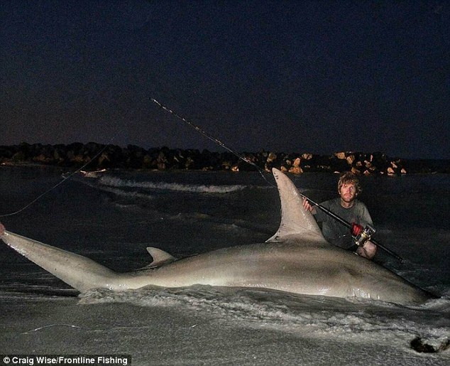 Ngư dân Úc câu được cá mập đầu búa “khủng” nhất thế giới? - 1