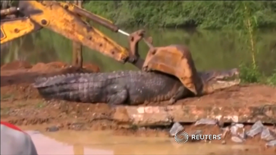 Phát hiện cá sấu quái vật nặng 1 tấn lẩn trốn trong kênh Sri Lanka - 1