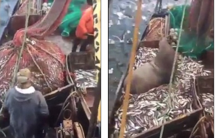 Quăng lưới bắt cá thu về một con sư tử biển 3 tạ - 1