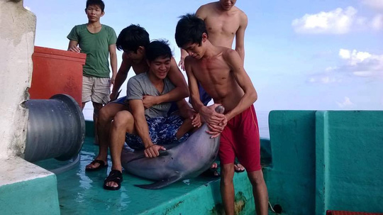 Truy tìm nhóm ngư dân sát hại cá heo ở Phú Quốc - 1
