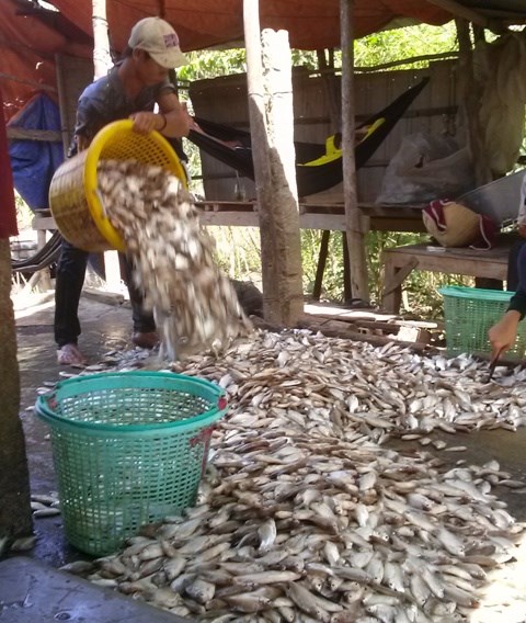 Khấm khá từ cá linh mùa lũ muộn - 9