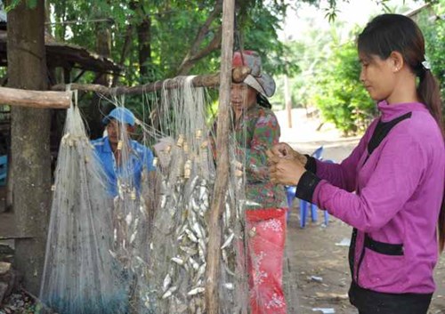 Khấm khá từ cá linh mùa lũ muộn - 10