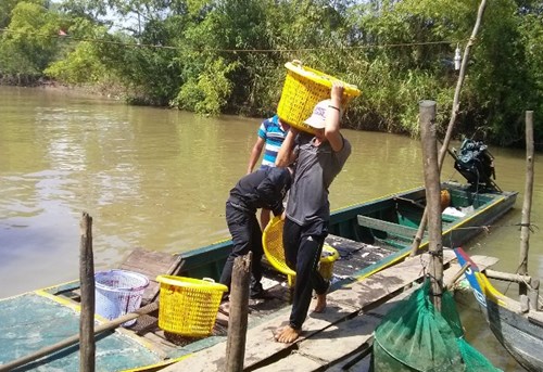 Khấm khá từ cá linh mùa lũ muộn - 11