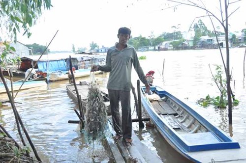 Khấm khá từ cá linh mùa lũ muộn - 3