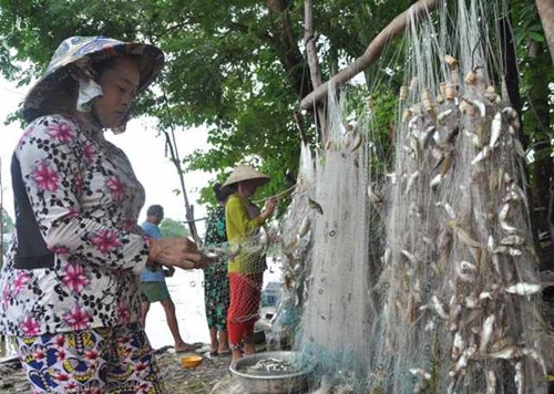 Khấm khá từ cá linh mùa lũ muộn - 4