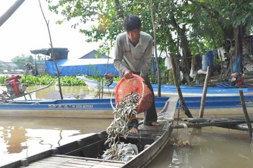 Khấm khá từ cá linh mùa lũ muộn - 5
