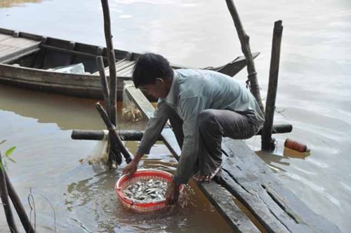 Khấm khá từ cá linh mùa lũ muộn - 6