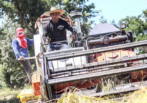 "Chán" đánh đấm, "Thánh Muay Thái" về quê gặt lúa - 3