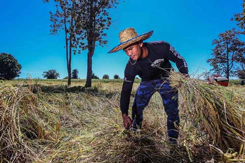 "Chán" đánh đấm, "Thánh Muay Thái" về quê gặt lúa - 5