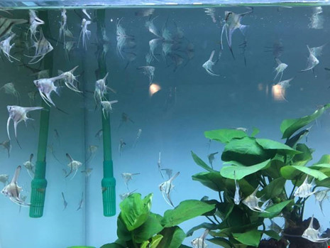 TP.HCM xuất khẩu châu Âu hơn 12 triệu con cá cảnh - 10