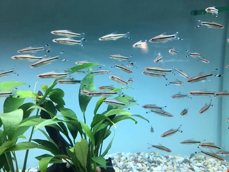 TP.HCM xuất khẩu châu Âu hơn 12 triệu con cá cảnh - 11