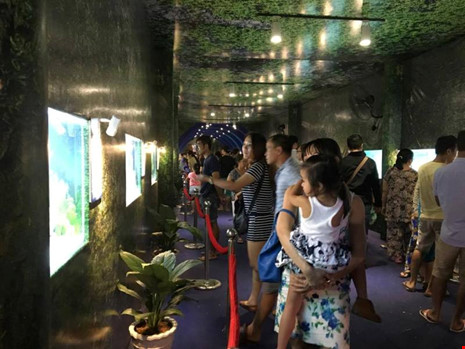 TP.HCM xuất khẩu châu Âu hơn 12 triệu con cá cảnh - 2