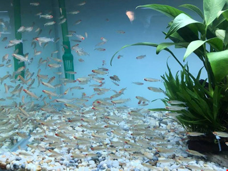 TP.HCM xuất khẩu châu Âu hơn 12 triệu con cá cảnh - 3