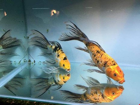 TP.HCM xuất khẩu châu Âu hơn 12 triệu con cá cảnh - 4