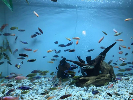 TP.HCM xuất khẩu châu Âu hơn 12 triệu con cá cảnh - 5