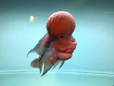 TP.HCM xuất khẩu châu Âu hơn 12 triệu con cá cảnh - 6