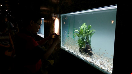 TP.HCM xuất khẩu châu Âu hơn 12 triệu con cá cảnh - 7