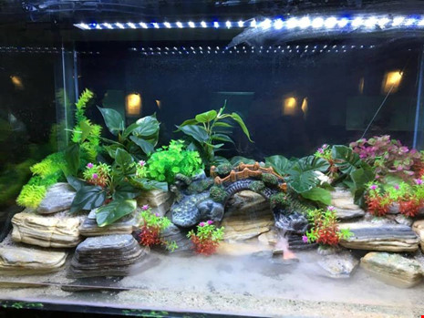 TP.HCM xuất khẩu châu Âu hơn 12 triệu con cá cảnh - 9