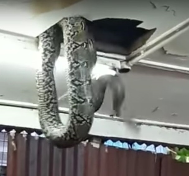 Đang ăn tối ở nhà hàng bỗng thấy rắn khổng lồ trên đầu - 1