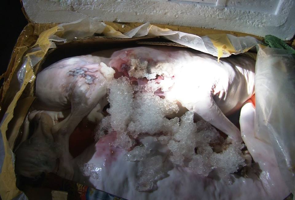 Phát hiện hơn 3 tạ thịt chó bốc mùi hôi thối - 2