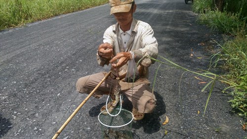 Ngoại ô Sài Gòn vào mùa câu ếch, bẫy chim - 2