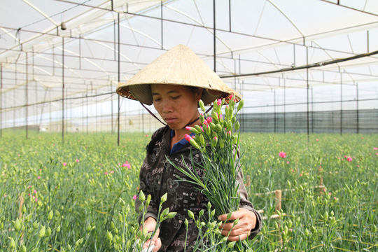 "Mua vàng còn dễ hơn mua hoa Đà Lạt" - 6