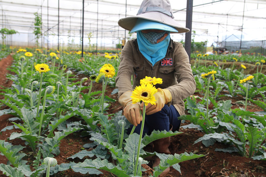 "Mua vàng còn dễ hơn mua hoa Đà Lạt" - 8