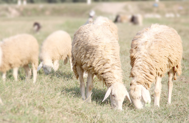 Lạ mắt với đàn cừu trên cánh đồng xứ Nghệ - 1