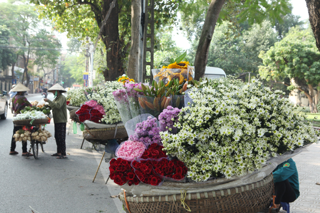 Tháng 11, khắp phố phường Hà Nội ngập tràn màu trắng tinh khiết của những bông cúc họa mi trên từng gánh hàng rong. Thông thường, mùa cúc họa mi chỉ kéo dài khoảng 3 tuần và chỉ nở vào khoảnh khắc giao mùa.