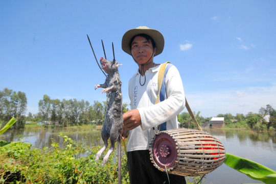 Về miền Tây xem chó săn chuột đồng mùa nước nổi - 3