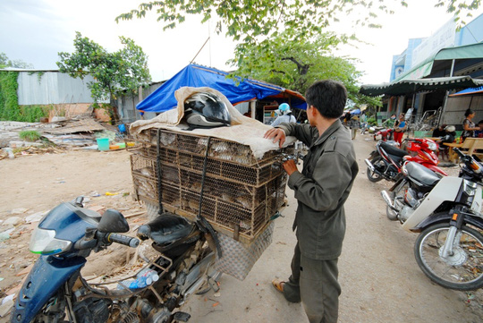 Về miền Tây xem chó săn chuột đồng mùa nước nổi - 5